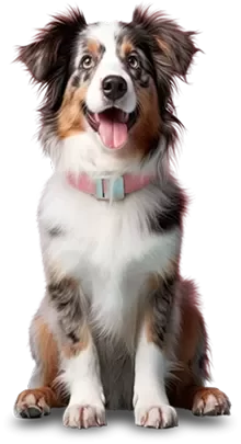 Dog at Oasis Palms Apartments pet-friendly community in St. George Utah
